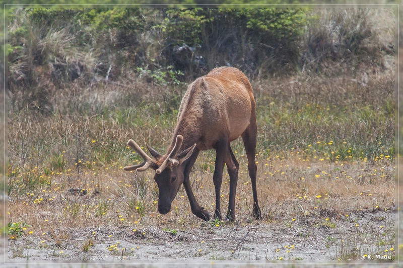 USA2015_0593.jpg