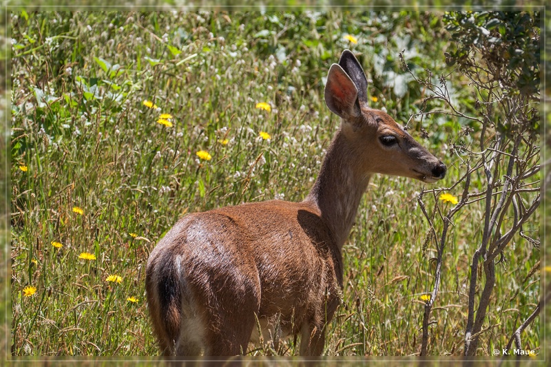 USA2015_0608.jpg