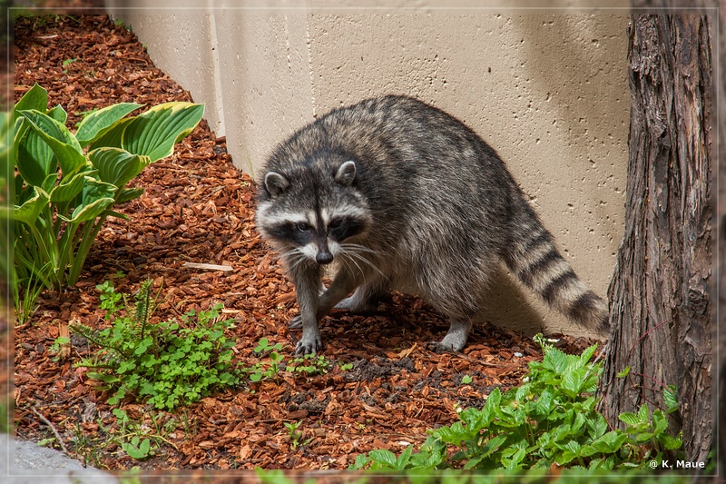 USA2015_0796.jpg