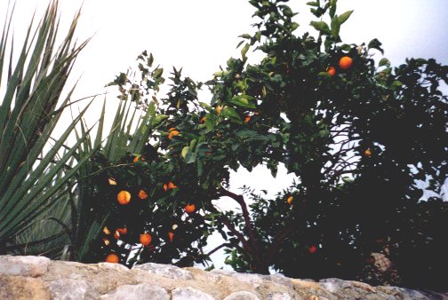Orange tree, Soller