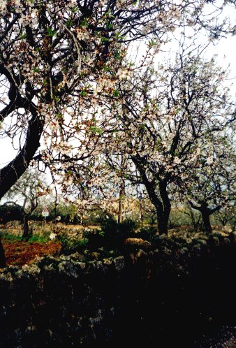 Almond trees