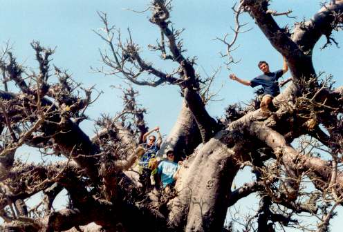 The guys on top of the Baobab