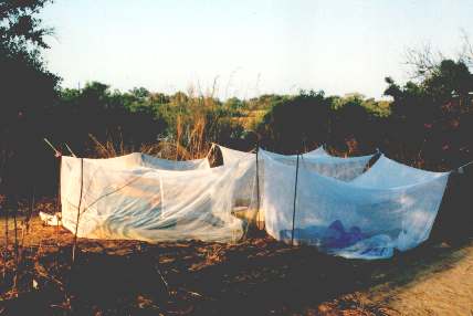 Mosquito Nets